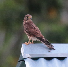 Falco moluccensis