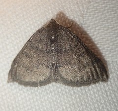 Aleucis distinctata