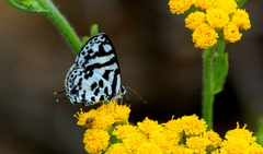 Tuxentius melaena