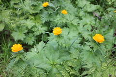 Trollius sajanensis