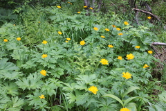 Trollius sajanensis