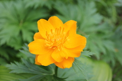 Trollius sajanensis