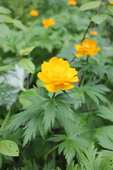 Trollius sajanensis