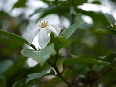 Gardenia resinifera