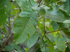 Gardenia resinifera
