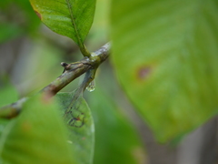 Gardenia resinifera
