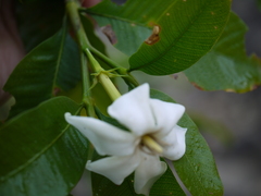Gardenia resinifera