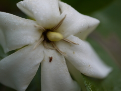 Gardenia resinifera