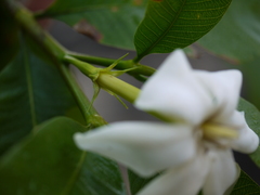 Gardenia resinifera