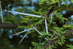 Vachellia tortilis