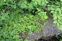 Waldsteinia ternata