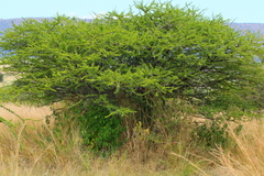 Vachellia tortilis