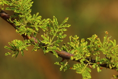 Vachellia tortilis