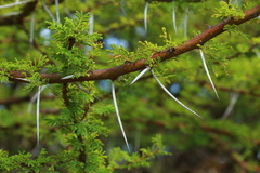 Vachellia tortilis
