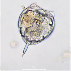 Lecane closterocerca