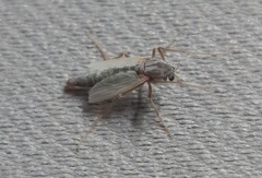 Chironomus