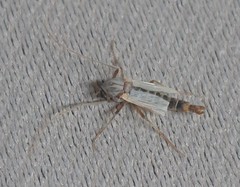 Chironomus
