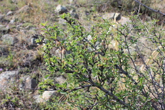 Prunus pedunculata