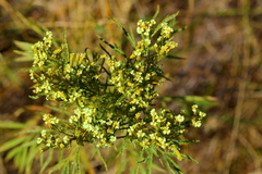 Tagetes minuta
