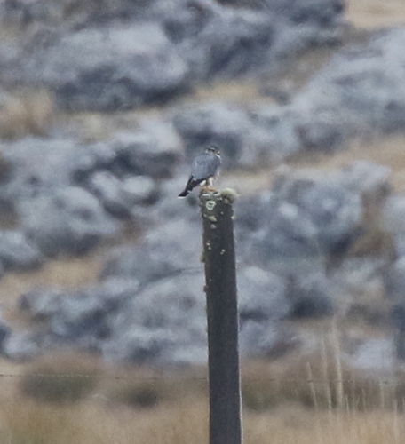 Falco columbarius image