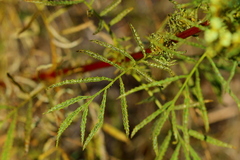 Tagetes minuta