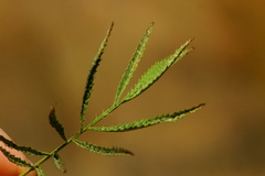 Tagetes minuta