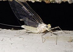 Maccaffertium mediopunctatum