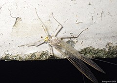 Maccaffertium mediopunctatum