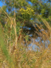 Tagetes minuta