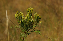 Tagetes minuta