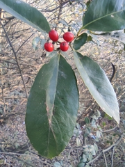 Ilex chinensis