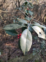 Ilex chinensis