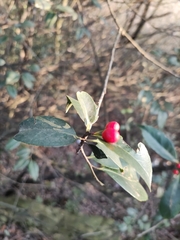Ilex chinensis