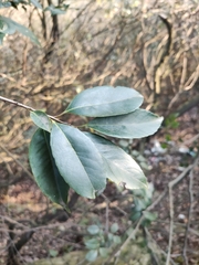 Ilex chinensis