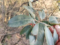 Ilex chinensis