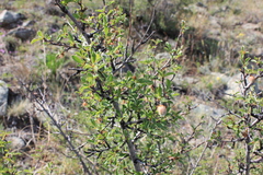 Prunus pedunculata