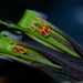 Tapinanthus quequensis - Photo (c) tjeerd, algunos derechos reservados (CC BY-NC), subido por tjeerd