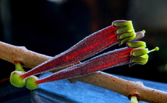 Tapinanthus quequensis