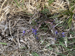 Polygala serpyllifolia