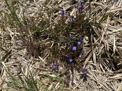 Polygala serpyllifolia