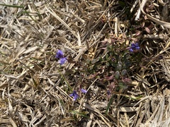Polygala serpyllifolia