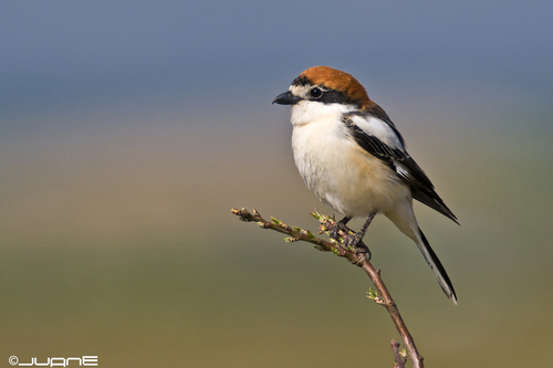 Woodchat Shrike