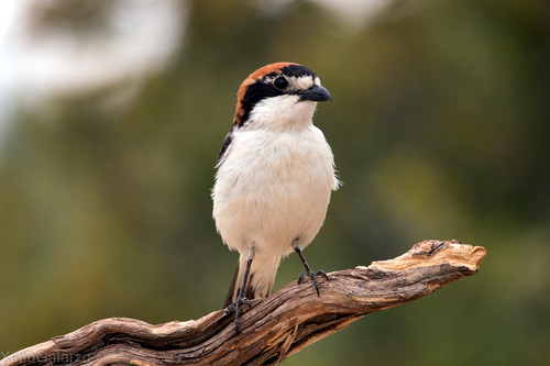Woodchat Shrike