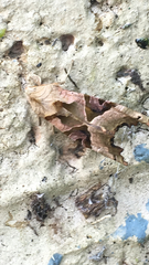 Phlogophora meticulosa
