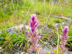 Castilleja vadosa