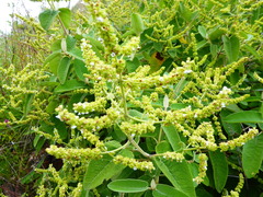 Lepechinia scobina