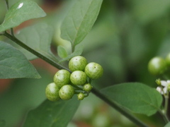 Solanum scabrum