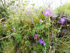 Geranium matucanense