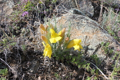 Cymbaria daurica