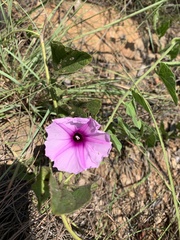 Ipomoea transvaalensis